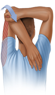 Căng cơ tam đầu