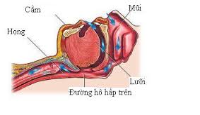 Đường hô hấp trên