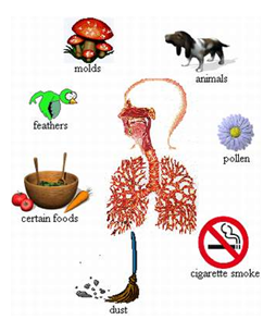 Yếu tố kịch phát hen